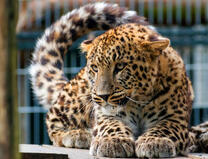 Милый леопард на помосте