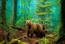 Семья медведей в дремучем лесу