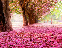 Опавшее цветение сакуры