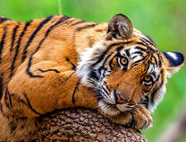 Отдыхающий на ветке тигр