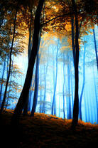 Осенний лес утром