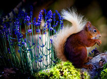 Пушистая белочка в цветах