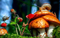 Семейка грибов и земляника