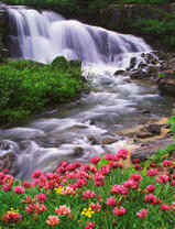 Цветочные берега на реке с водопадом