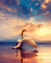 Грациозный взлет лебедя