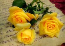 Желтые розы и письмо