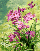 Тульбагия сирневая