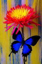 Гербера и яркая бабочка