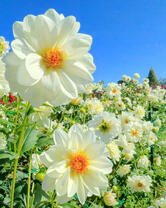 Поле красивых беленьких цветочков