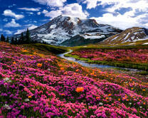 Весенний луг у горной речки