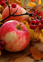 Спелые яблоки и рябины