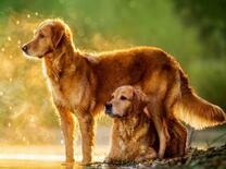 Пара лабрадоров в лучах солнца