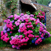 Розовый куст у домика в лесу