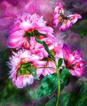 Яркие пионы и бабочка