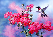 Колибри у цветущей ветви