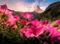 Яркие цветы в горах