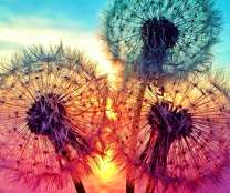 Одуванчики на фоне заката