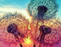 Три одуванчика на фоне солнца