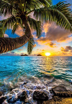 Пальма над песчаным берегом