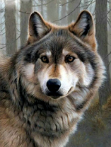 Серый волк в туманном лесу