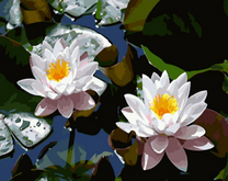 Два белых лотоса на водном зеркале