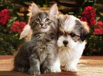 Котёнок и щенок в летнем саду