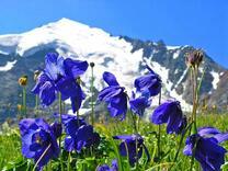 Весенние цветы в горной долине