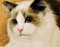 Белая кошечка с черными ушками