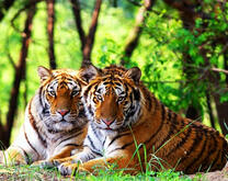 Два суровых тигра под деревьями