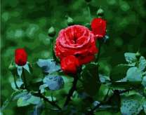 Садовые розы на кусте