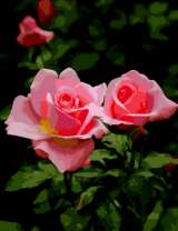 Две розовые розы на кусте