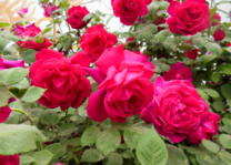 Кустовая роза алого цвета