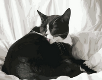 Черно-белая кошечка