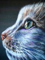 Мечтательный взгляд кошечки