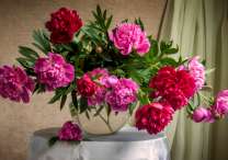 Яркие пионы в прозрачной вазе