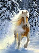 Сильный скакун в зимнем лесу