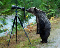 Медведь смотрит в объектив