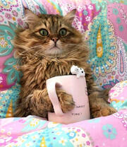 Кошечка с чашкой чая