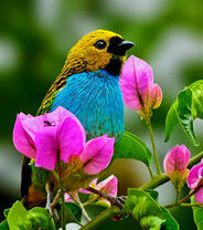 Птичка с голубой грудкой среди розовых цветов