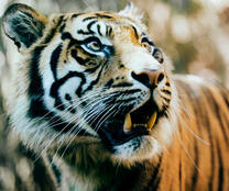 Тигр с большими клыками