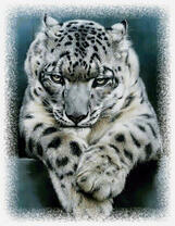 Грозный снежный барс