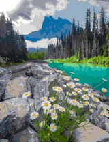 Ромашки среди камней у горной реки