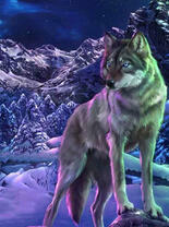 Серый волк в холодном зимнем лесу