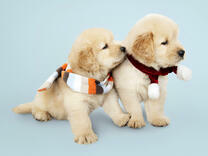 Щеночки в шарфиках