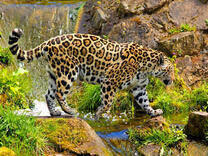 Леопард у реки