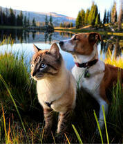 Пёс и кот у озера