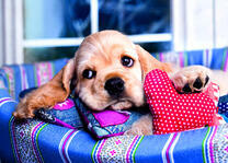 Милый щенок спаниеля