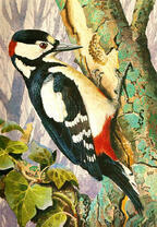 Дятел за работой