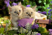Светлые котята среди цветов