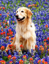 Лабрадор с длинной шерстью на весенней полянке